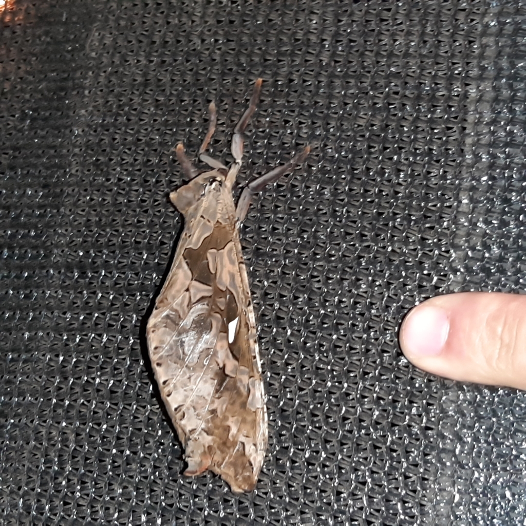 Phassus n-signatus