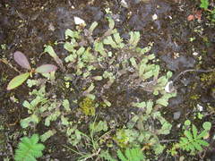 Marchantia quadrata