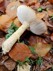 Amanita muscaria