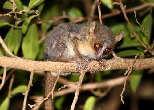 Grey Mouse Lemur