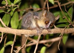 Microcebus murinus