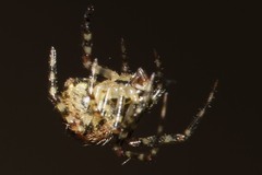 Theridion zantholabio