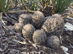 Coryphantha neglecta