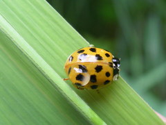 Harmonia axyridis