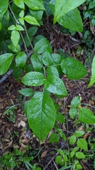 Jasminum sinense