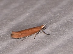Ypsolopha unicipunctella