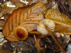 Mycena atkinsoniana
