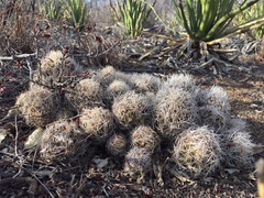 Coryphantha neglecta