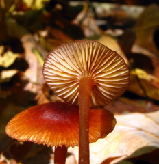 Mycena atkinsoniana