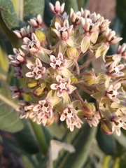 Asclepias notha