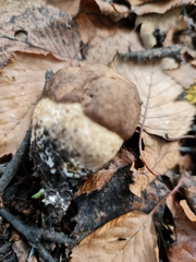 Leccinum scabrum