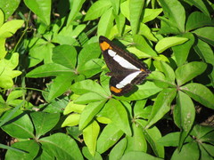 Adelpha zea