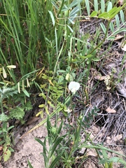 Vicia grandiflora