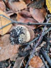 Leccinum scabrum