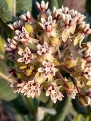 Asclepias notha