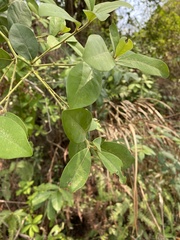 Litsea rotundifolia