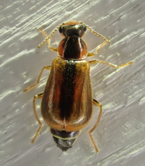 Attalus scincetus