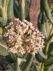 Asclepias notha