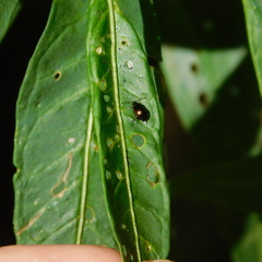 Psylliodes brettinghami