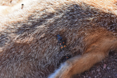 Nicrophorus carolina