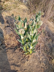 Asclepias notha