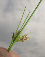 Rhynchospora perrieri