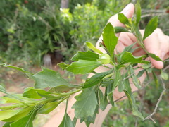 Baccharis halimifolia image