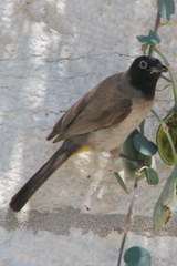 Pycnonotus xanthopygos