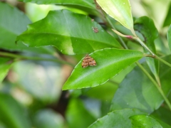 Choreutis amethystodes