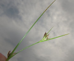 Rhynchospora perrieri