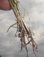 Rhynchospora perrieri