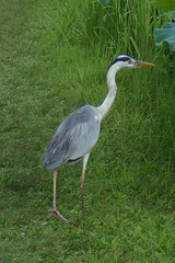 Ardea cinerea