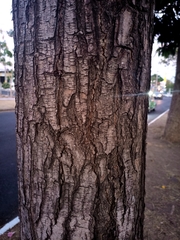 Tabebuia rosea