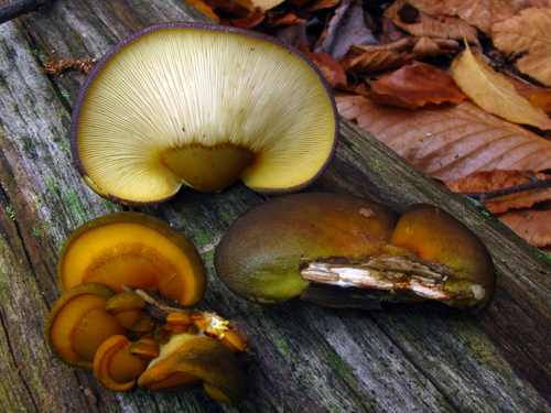 Geltonkotis skiautenėlis nuotrauka