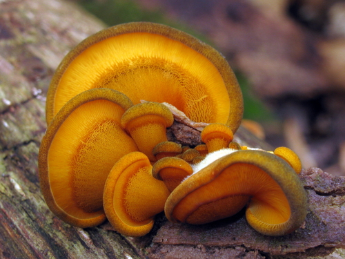 Geltonkotis skiautenėlis nuotrauka