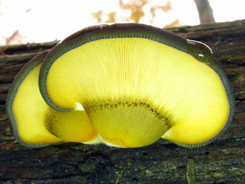 Geltonkotis skiautenėlis nuotrauka