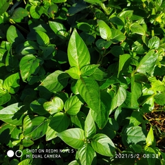 Asystasia gangetica