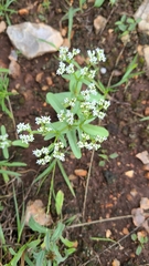 Valerianella amarella