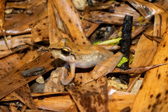 Pristimantis lanthanites