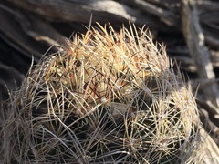 Coryphantha neglecta