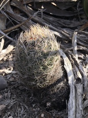 Coryphantha neglecta