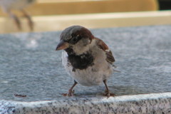 Passer domesticus