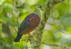 Geotrygon versicolor