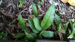 Grypothrix longipetiolata