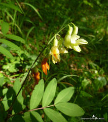 Lathyrus laevigatus occidentalis