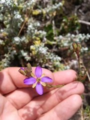 Heliophila linearis linearifolia