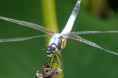 Orthetrum albistylum