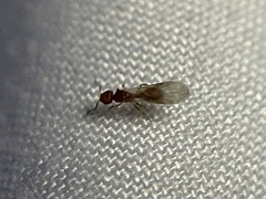 Tetramorium simillimum