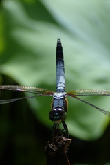 Orthetrum albistylum