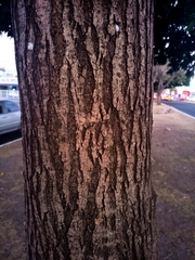Tabebuia rosea